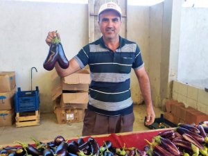 Kalp şeklinde patlıcan