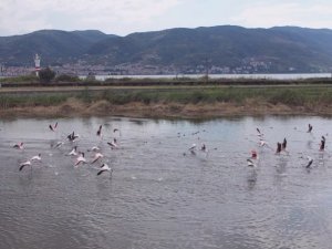 Fener Gölü, flamingoların dinlenme alanı oldu