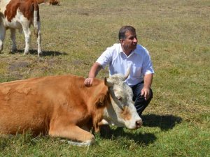 Bu ilçede gebe inekler artık kesilmeyecek
