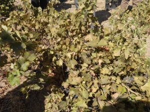 Endemik Erciş üzümünün bağ bozumu yapıldı