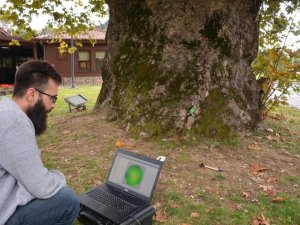 Ağaçların röntgenleri çekiliyor