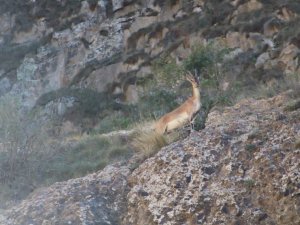 Erzurum’da yaban keçisi sürüsü görüntülendi