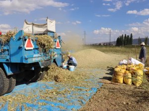 Çayırlı’da fasulye hasadı yapıldı