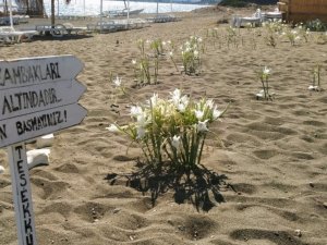 Bu çiçeği koparmanın cezası araba parası