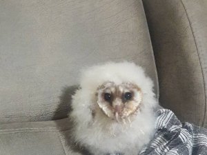 Peçeli baykuş 3 aylık bakım sonrası tabiata salındı