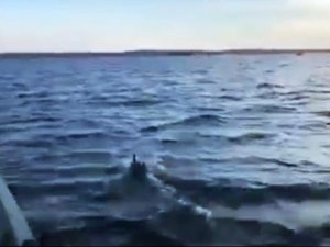 Yunuslar tekneyle yarıştı