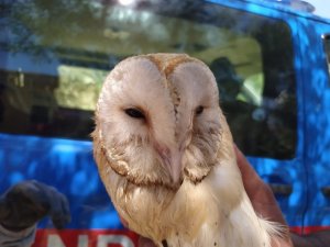 Peçeli baykuş elektrik direğine takıldı