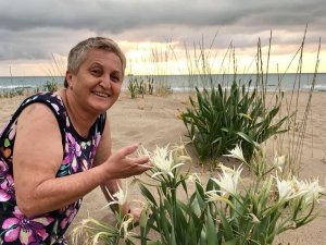 Koruma altındaki kum zambakları çoğalıyor