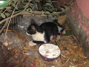 Kahramanmaraş’ta can dosta şefkat eli