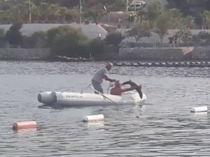 Köpek balığının yardımına koştular