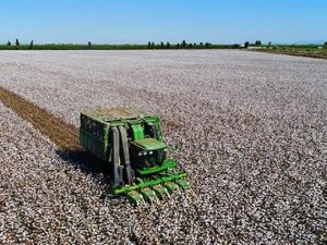 Söke’de 2021 yılı pamuk toplama ücretleri açıklandı