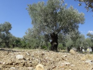 Kuraklık alarmı...’Zeytinde az su isteyen yerli çeşitler tercih etmeliyiz"