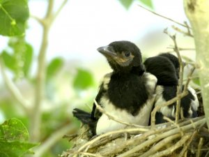 Yüksekovalı gezgin öğretmen 2 ay boyunca saksağan yavrularını kayıt altına aldı