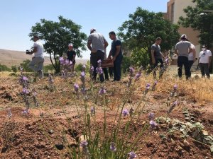 Batman Üniversitesinde ilk lavanta hasadı yapıldı