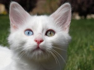 Van kedisi sahiplerinden Helsinki Üniversitesinin araştırmasına tepki