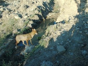 Fotokapan kameralarına birbirinden ilginç görüntüler yansıdı