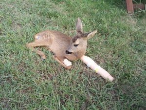 Ayağı kırılan yavru karaca bakıma alındı