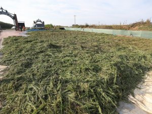 İlaç ve kozmetik sanayinde kullanılması hedeflenen bitkiler dünyaya açılıyor