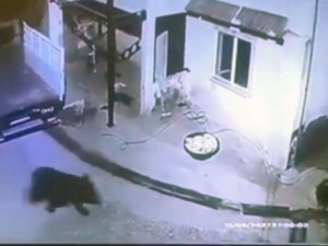 Giresun’da aç kalıp mahalleye inen ayı güvenlik kamerasına takıldı