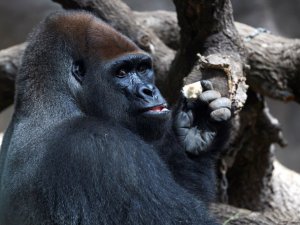 ABD’deki hayvanat bahçesinde Covid-19’a yakalanan gorillerin sayısı 18’e yükseldi