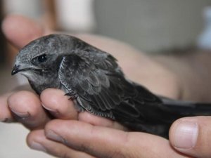 Ebabil kuşu emin ellerde