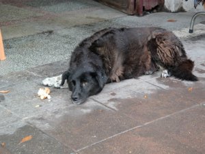 Sokak hayvanları yağmurdan böyle korundu