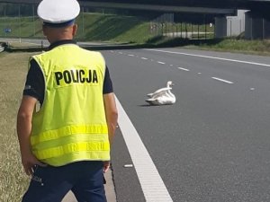 Polonya’da yaralı kuğu otobanı kilitledi