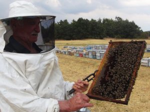 Çam balı üretimi yağmura kaldı