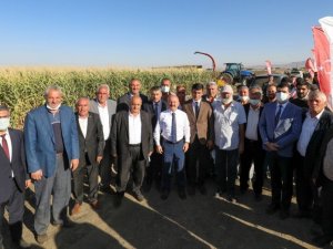 Ağrı’da silajlık mısır hasadı başladı