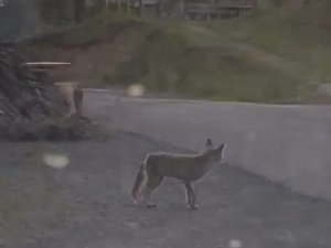 Tilki kimseye aldırış etmeden mahallede dolaştı