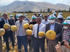 Türkiye’de ilk; ilk yerli ve milli kabak çekirdeği ’Keykubat’ın ilk ürünleri hasat edildi