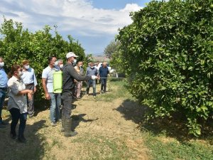 Aydın’da Akdeniz Sineği ile mücadele başladı