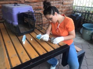 Kargaların saldırısına uğrayan yavru kumru kuşu vatandaş kurtardı