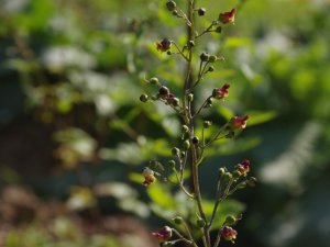 Nesli tükenen bitkiler koruma altında