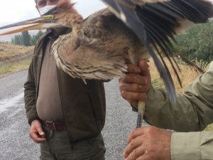 Yaralı balıkçıl kuşuna yardım eli