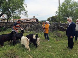 Muğla Büyükşehir kıl keçisi dağıtımını sürdürüyor