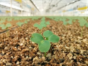 3 milyon tohum toprakla buluştu