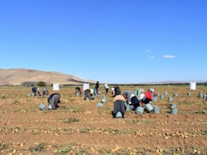 Bayburt’ta patates hasadına başlandı