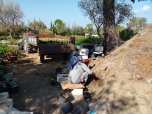 Bodrum’u güzelleştirmek için kendileri yetiştiriyor