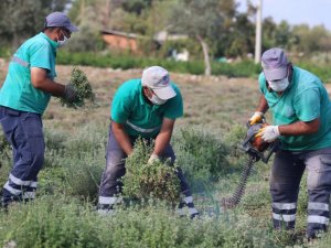 Efeler’in şifalı kekikleri hasat ediliyor