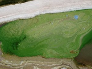 Atatürk Barajı yeşile büründü