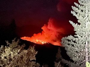 Kaliforniya’da yangına karşı tarihi ağaçlar alüminyum folyo ile sarıldı
