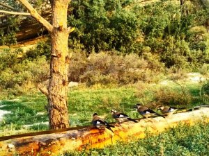 Aydın DKMP, yaban hayvanlarını unutmadı