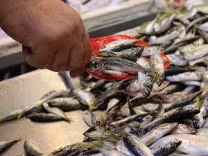 Başkent halinde yaşanan balık bolluğuna vatandaşlardan akın