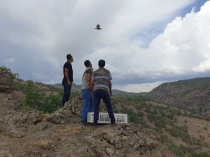 Bingöl’de 400 keklik doğaya salındı