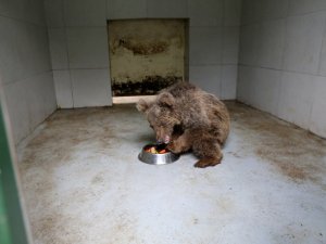 Kayalıklardan düşerek yaralanan kör ayı yeni yuvasına kavuştu