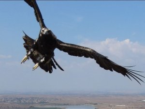 Kartalın drone’a saldırısı kamerada