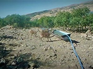 Elazığ’da yaban hayatı fotokapanla görüntülendi
