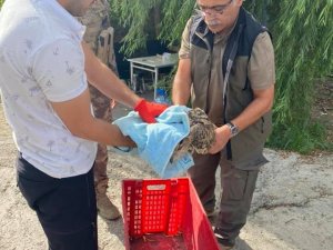 Yaralı halde bulunan puhu kuşu tedavi altına alındı