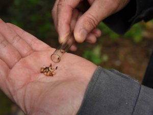 Artvin’de 50 bin ’Terminatör’ avcı böcek zararlı böceklerle mücadele kapsamında ormanlara bırakıldı